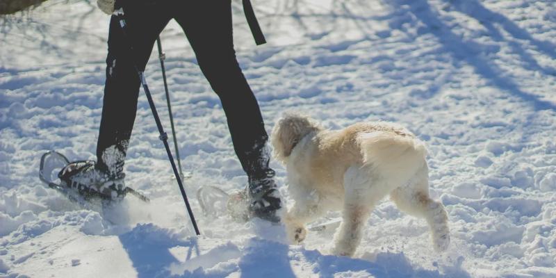 Persona con racchette da neve cammina nella neve, seguita da un cane felice.