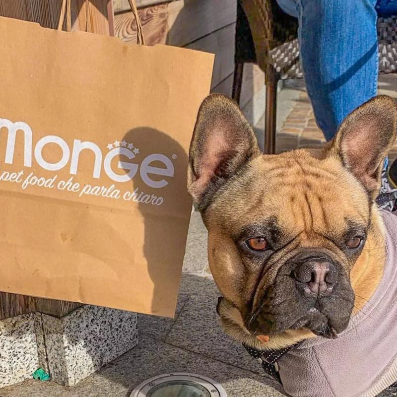 Bulldog francese curioso accanto a borsa Monge, sotto il sole, atmosfera rilassata.